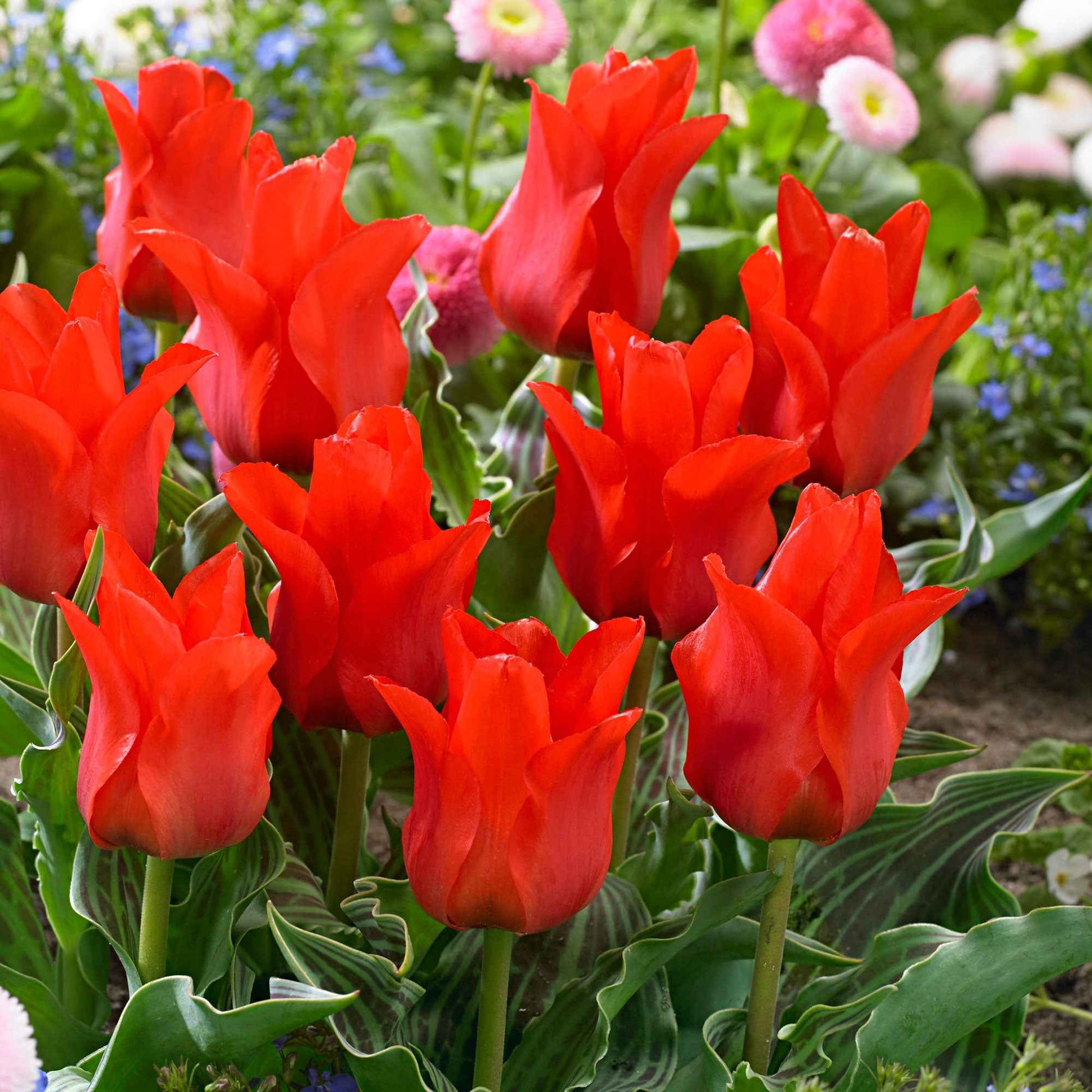20x Tulipes Tulipa 'Oriental Beauty' rouge - Bulbes de fleurs populaires