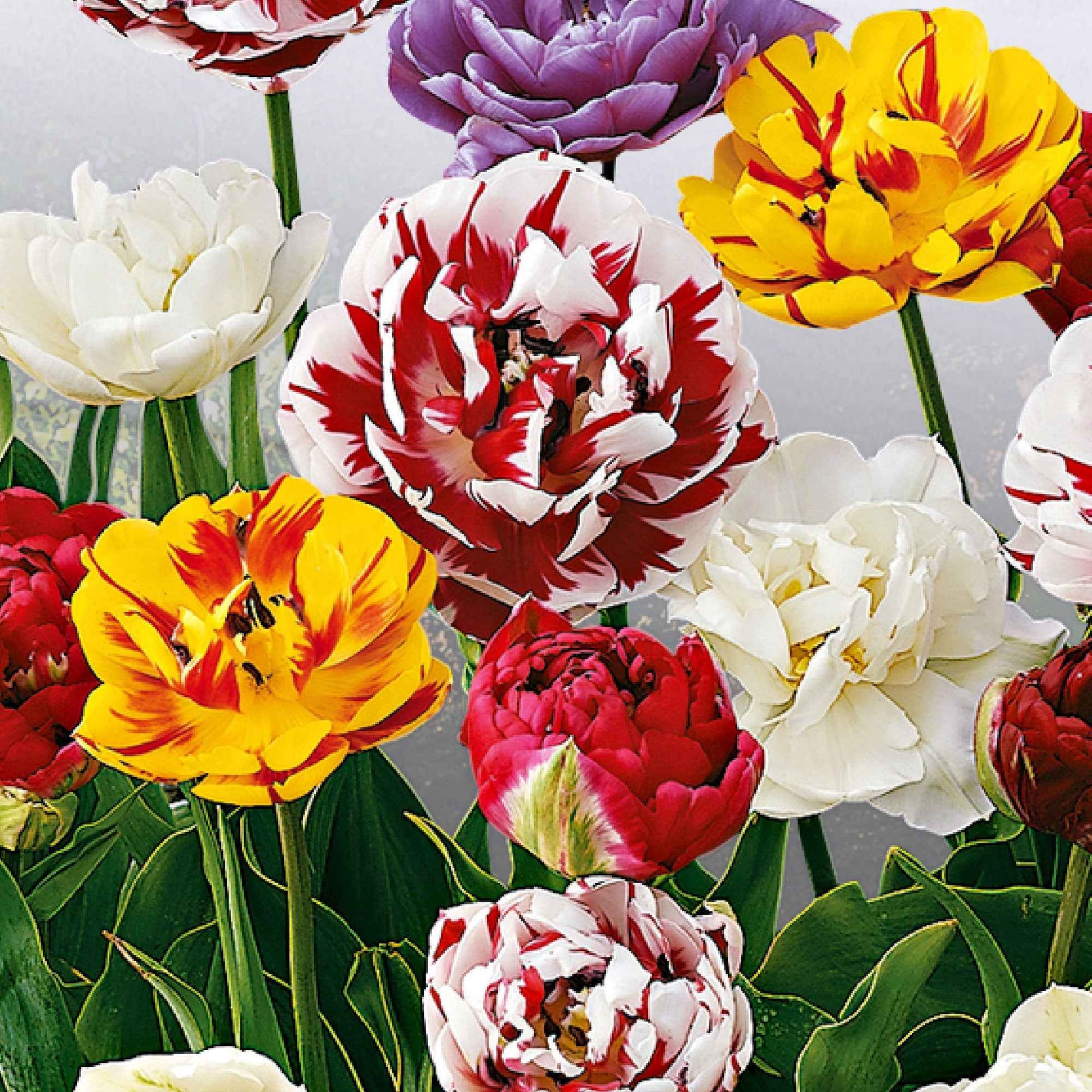 20x Tulipes doubles - Bulbes à fleurs