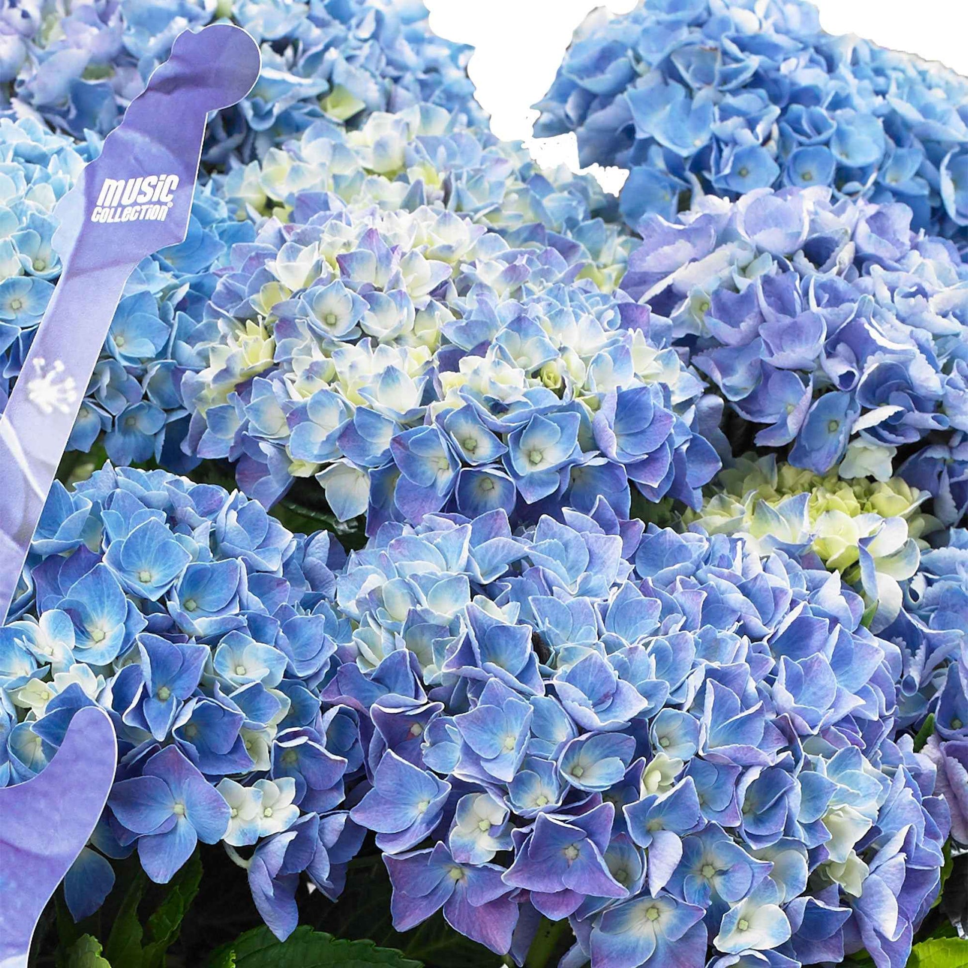 Hortensia paysan Hydrangea 'Blue Ballad' avec panier en osier - Arbustes fleuris
