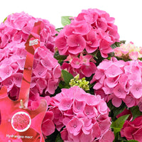 Hortensia paysan Hydrangea 'Pink Pop' Rose avec panier en osier - Arbustes fleuris