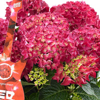 Hortensia paysan Hydrangea 'Ruby Tuesday' Rouge avec panier en osier - Arbustes fleuris