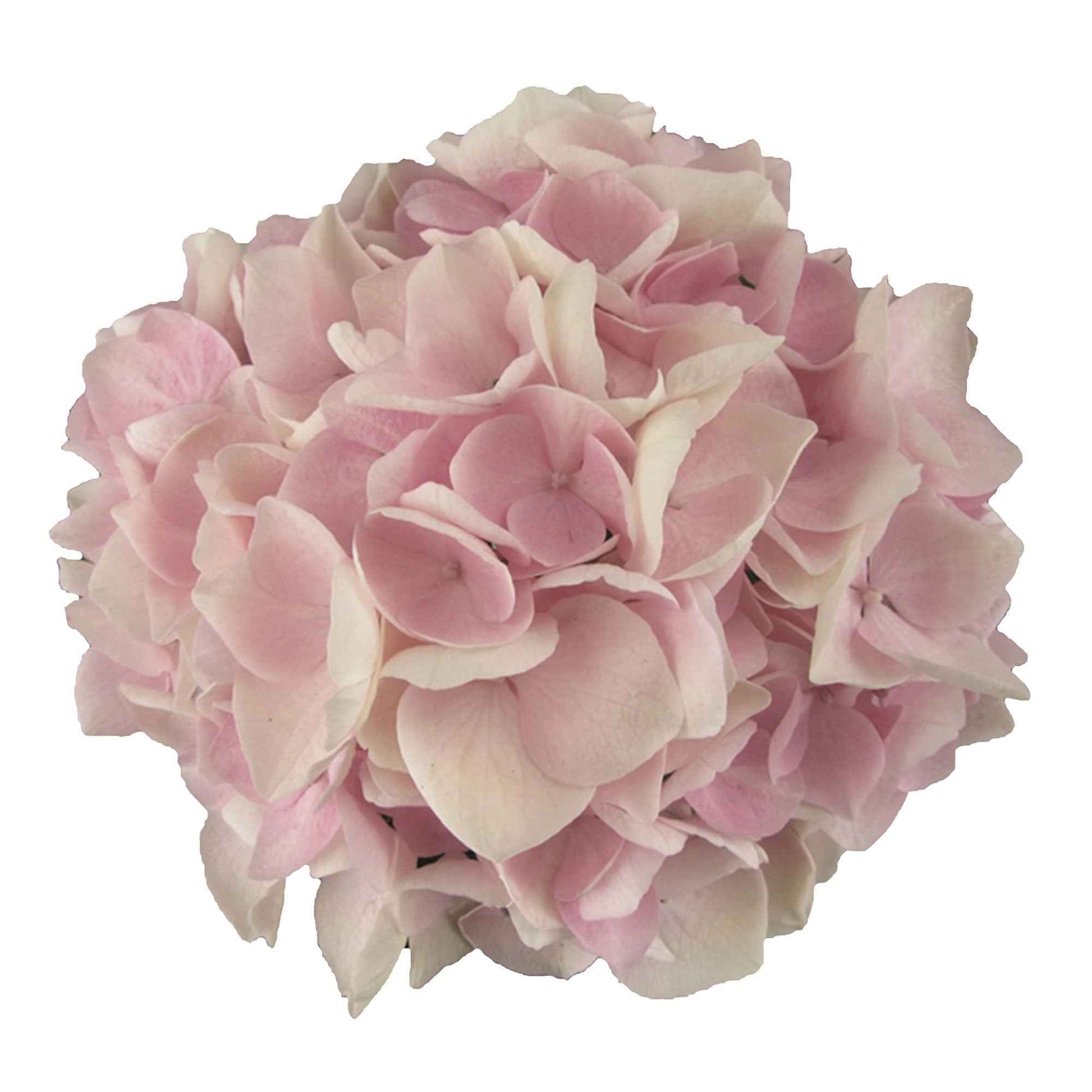 Hortensia paysan Hydrangea 'Soft Pink Salsa'® avec panier en osier - Arbustes