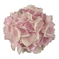 Hortensia paysan Hydrangea 'Soft Pink Salsa'® avec panier en osier - Arbustes fleuris