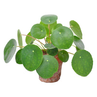 Plante à monnaie chinoise Pilea peperomioides avec pot en terracotta - Idées cadeaux