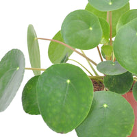 Plante à monnaie chinoise Pilea peperomioides avec pot en terracotta - Plantes d'intérieur