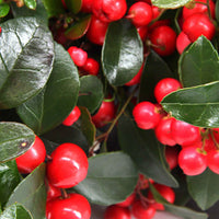 Gaulthérie Gaultheria 'Big Berry' Rouge - Arbustes de Balcon