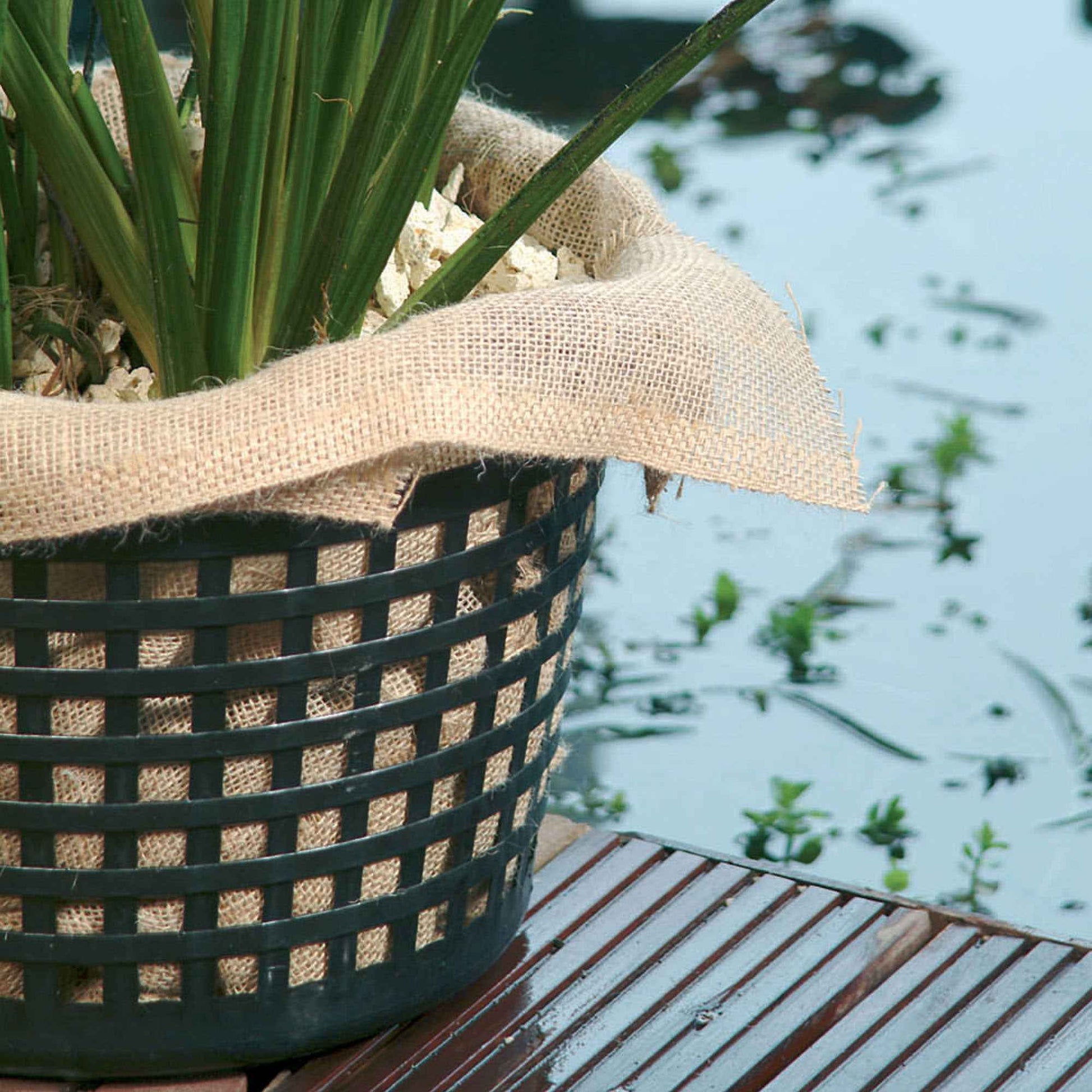 3x Tissu de plantes aquatiques - Aménagement du bassin et entretien