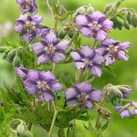 5x Géraniums vivaces ‘Kora‘ violet-blanc - Racines nues - Arbustes à papillons et plantes mellifères