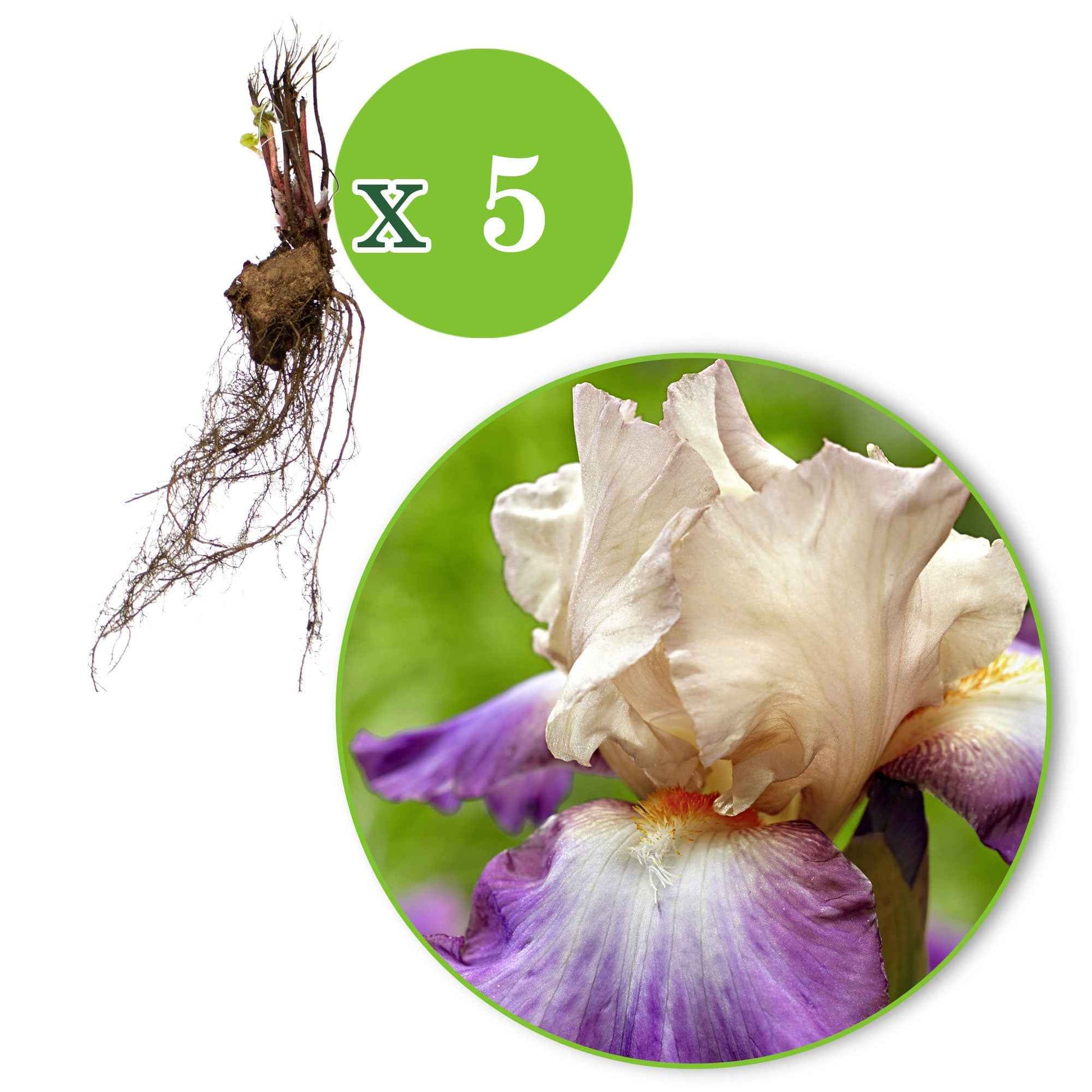 5x Géraniums vivaces ‘Kora‘ violet-blanc - Racines nues - Caractéristiques des plantes