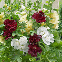3x Roses trémières ‘Spring Celebrities‘ rouge-jaune-blanc - Racines nues - Caractéristiques des plantes