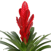2 Bromélia Vriesea 'Stream' Rouge - Plantes d'intérieur