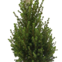 Épicéa nain Picea glauca Conica  - Mini sapin de Noël - Collection de Noël