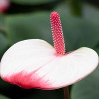 Langue de feu Anthurium 'Hotlips' Rose-Blanc - Langue de feu - Anthurium