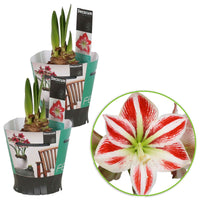 2x Amaryllis Hippeastrum 'Striped' rouge-blanc incl. cache-pots - Bulbes de fleurs populaires