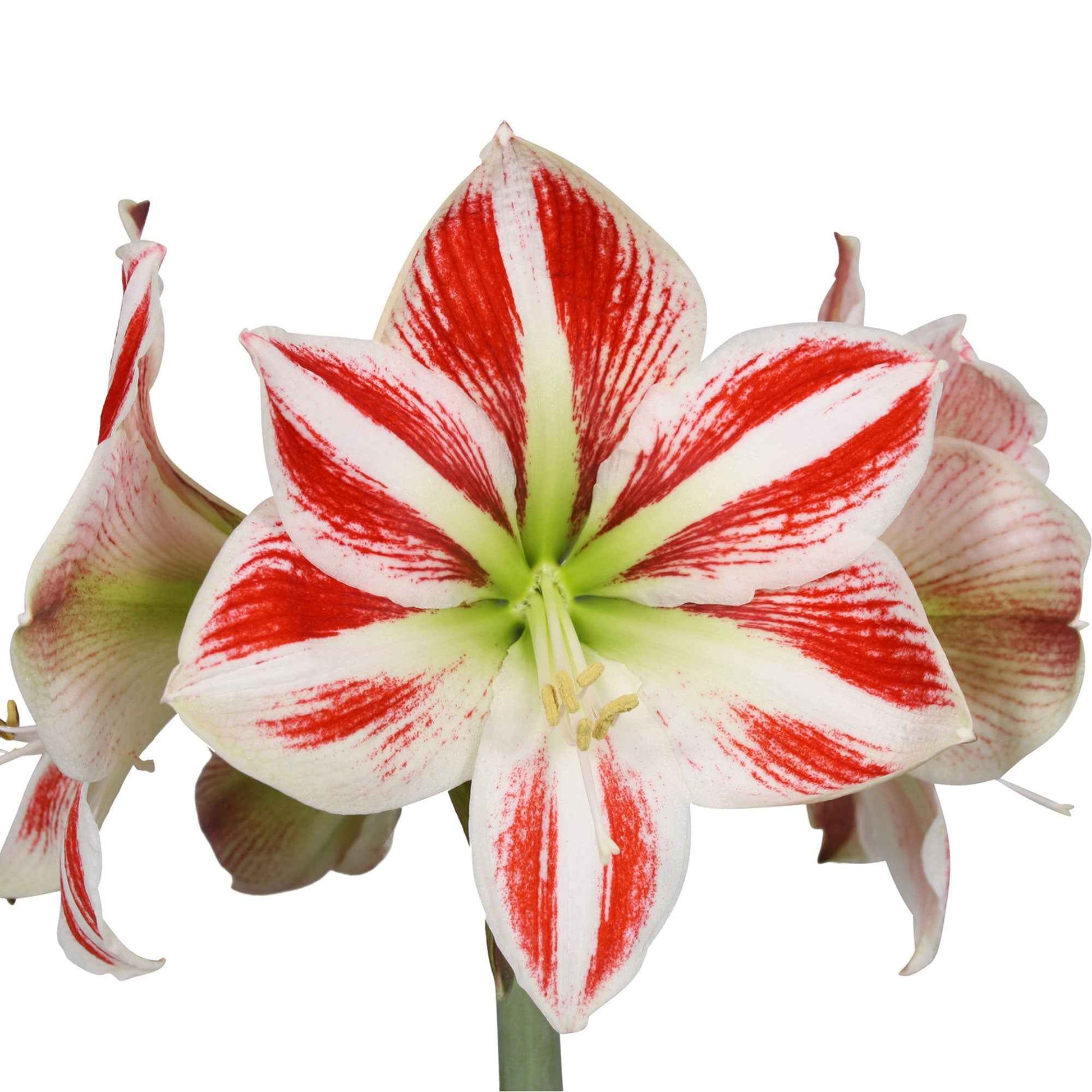 2x Amaryllis Hippeastrum 'Striped' rouge-blanc incl. cache-pots - Amaryllis - Hippeastrum