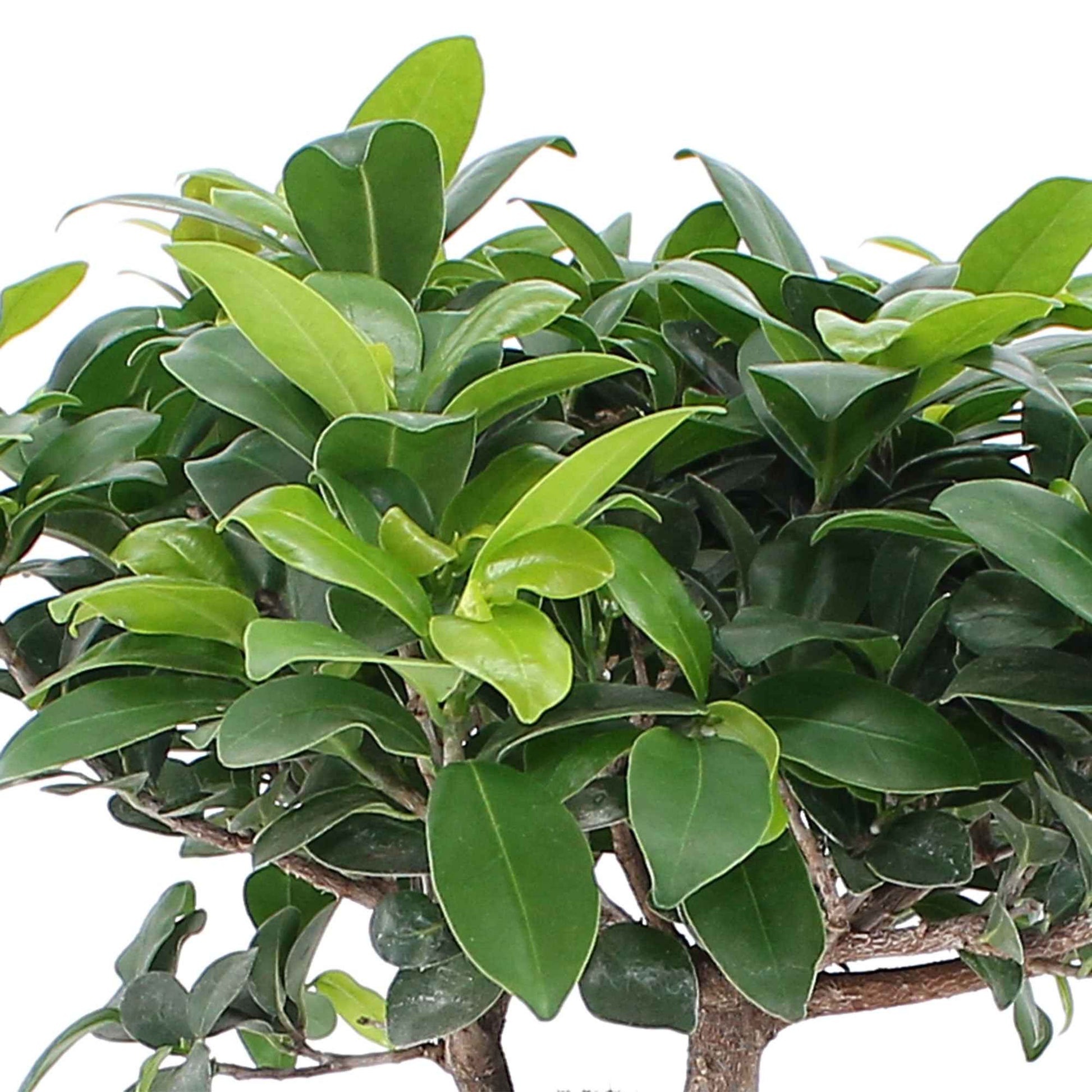 Bonsai Ficus 'Ginseng' pot en béton incluse - Plantes d'intérieur avec cache-pot