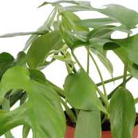 Plante à trous Monstera minima avec tige en mousse - Petites plantes d'intérieur