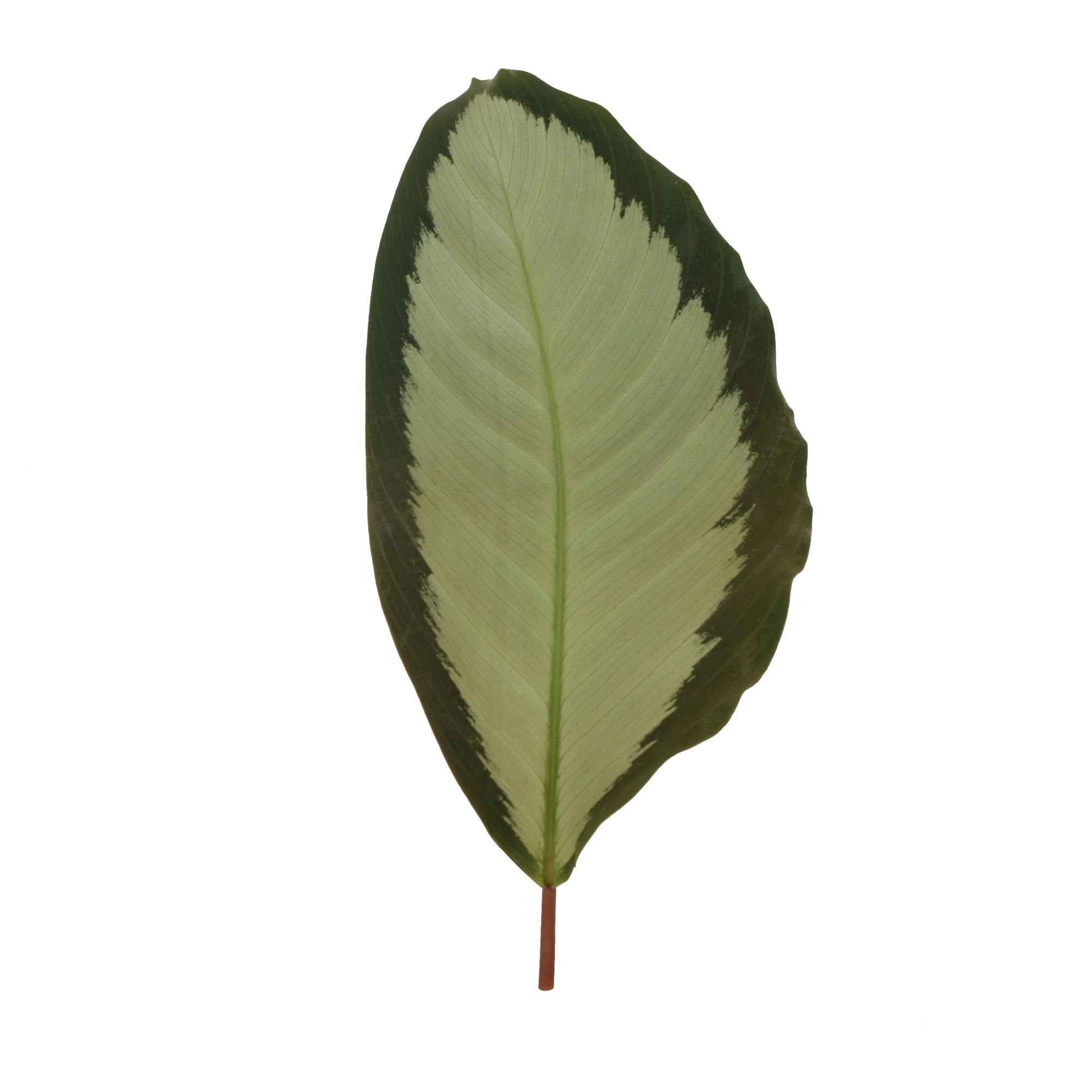 2x Calathea 'Argentea' gris-vert - Grandes plantes d'intérieur