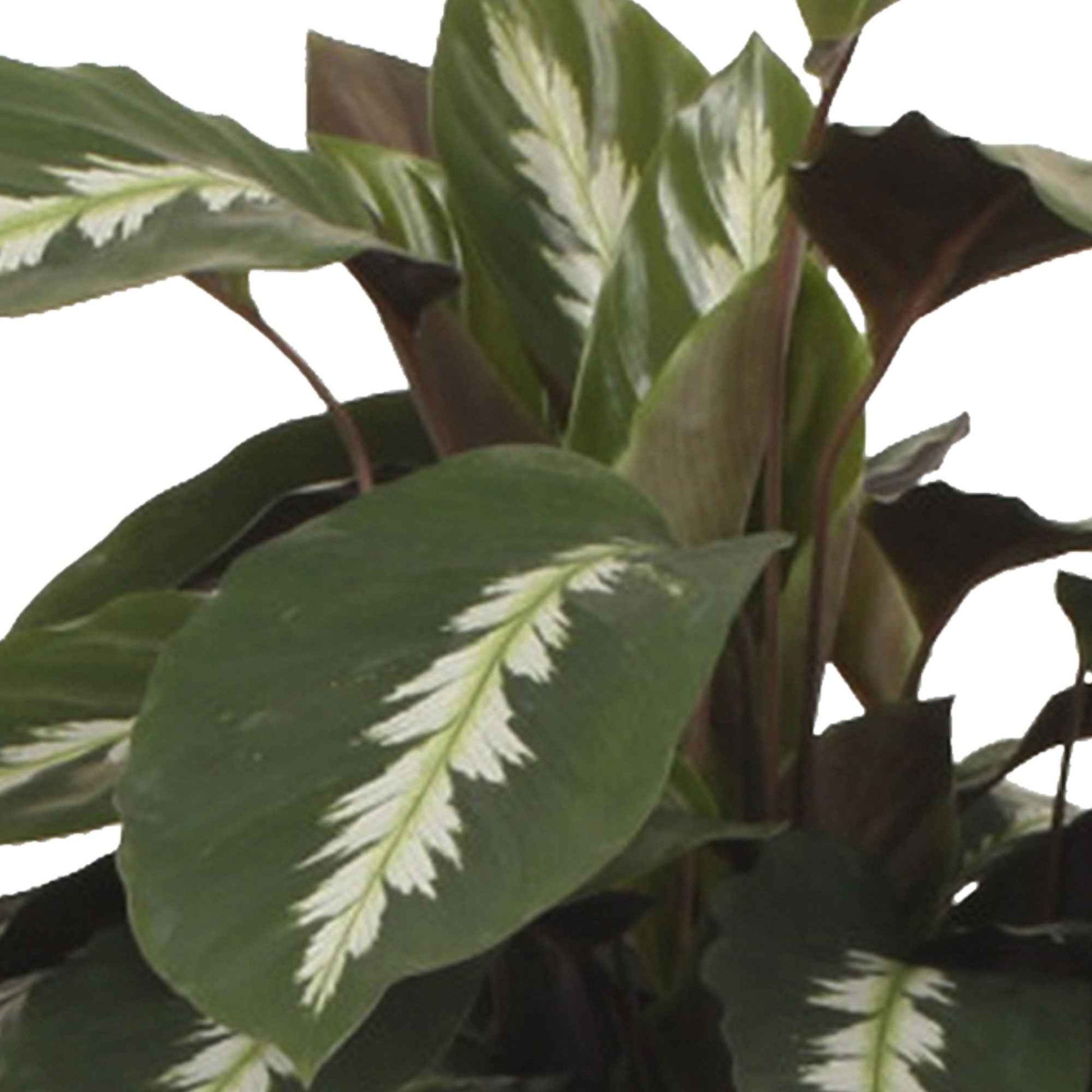 2x Calathea 'Maui Queen' - Grandes plantes d'intérieur