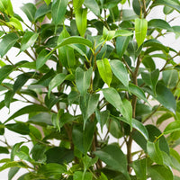 2x Figuier pleureur Ficus benjamina 'Natasja' - Plantes d'intérieur