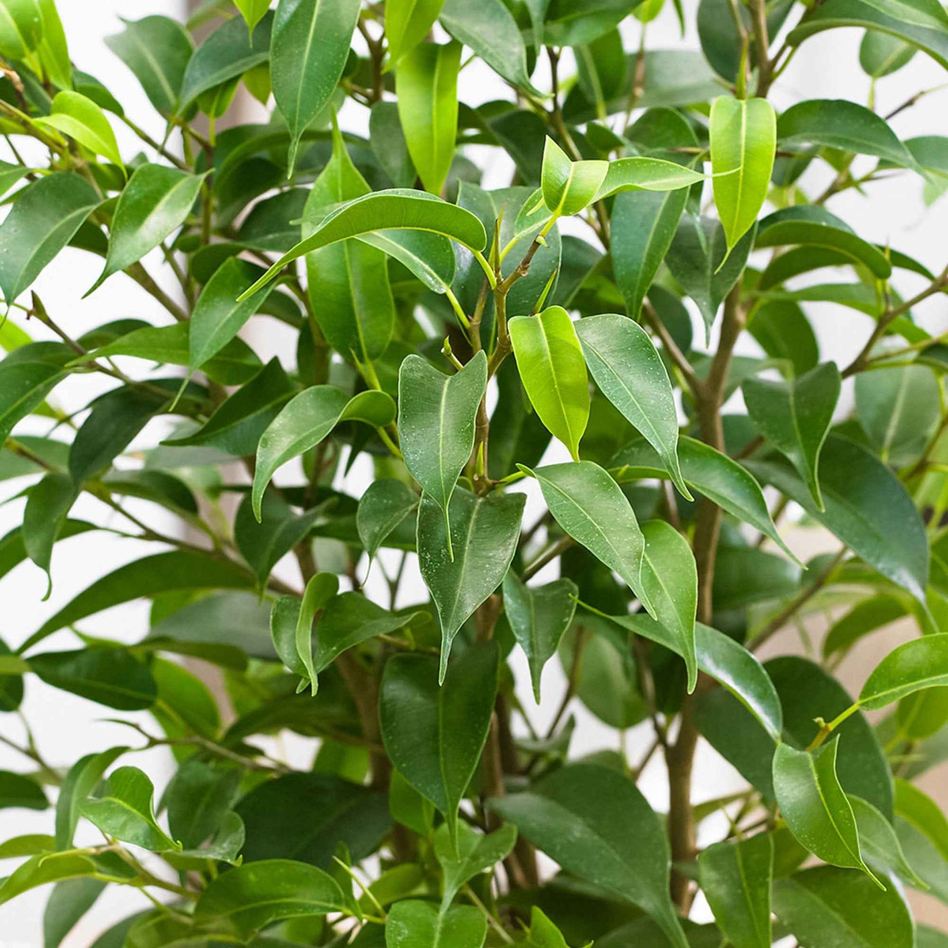 2x Figuier pleureur Ficus benjamina 'Natasja' - Plantes d'intérieur