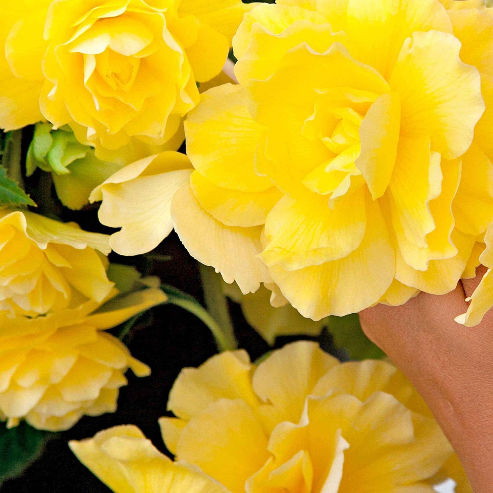 5x Bégonia  'Yellow Flame' Jaune - Bulbes de fleurs pour la terrasse et le balcon