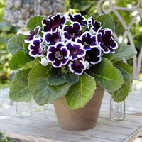 2x Gloxinia 'Kaiser Wilhelm' violet-blanc - Plus de bulbes de fleurs