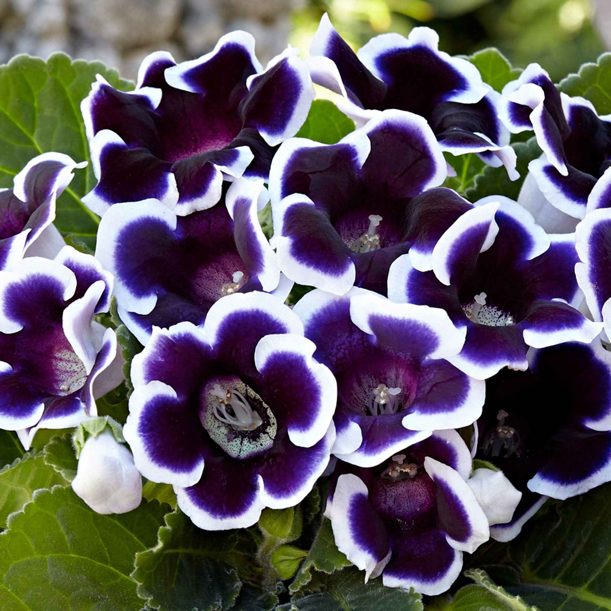2x Gloxinia 'Kaiser Wilhelm' violet-blanc - Tous les bulbes de fleurs