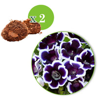 2x Gloxinia 'Kaiser Wilhelm' violet-blanc - Bulbes de fleurs par catégorie