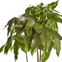 2x Châtaignier d'Australie Castanospermum australe - Plantes d'intérieur