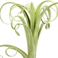 Bromélia Tillandsia 'Curly Slim' - Petites plantes d'intérieur