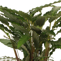 Calathea 'Tropistar' - Plantes d'intérieur