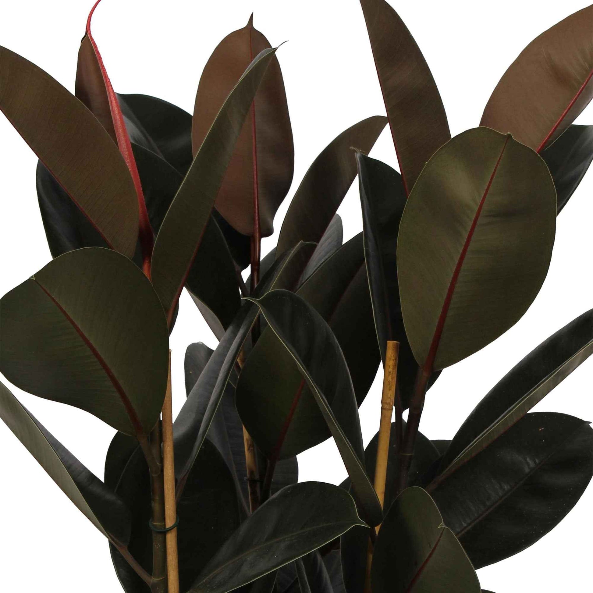 Arbre à caoutchouc Ficus elastica 'Abidjan' - Plantes d'intérieur : les tendances actuelles