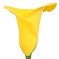 2x Arum Zantedeschia 'Summer sun' jaune - Bulbes de fleurs en pot