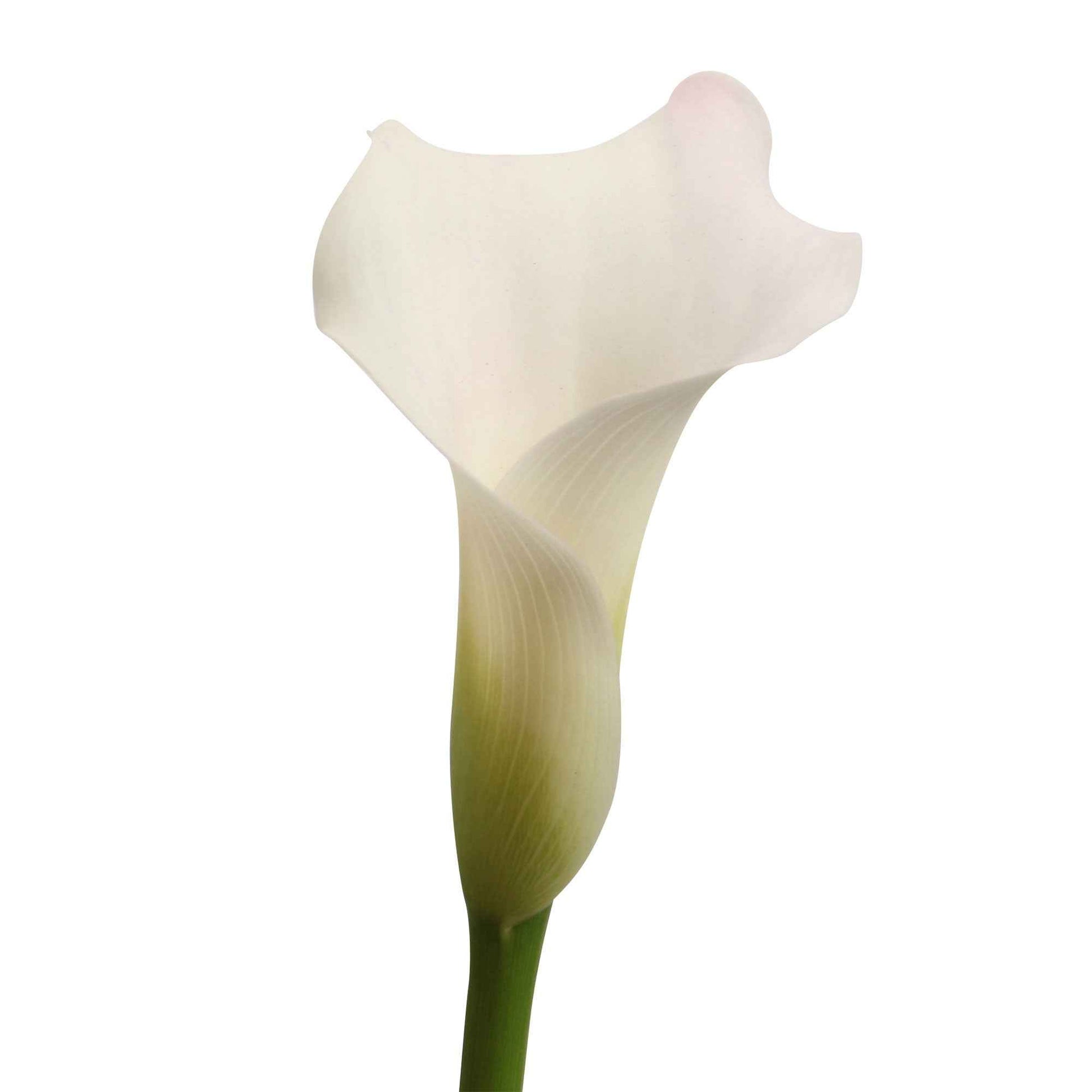 Arum Zantedeschia 'Chrystal Blush' blanc - Bulbes de fleurs en pot