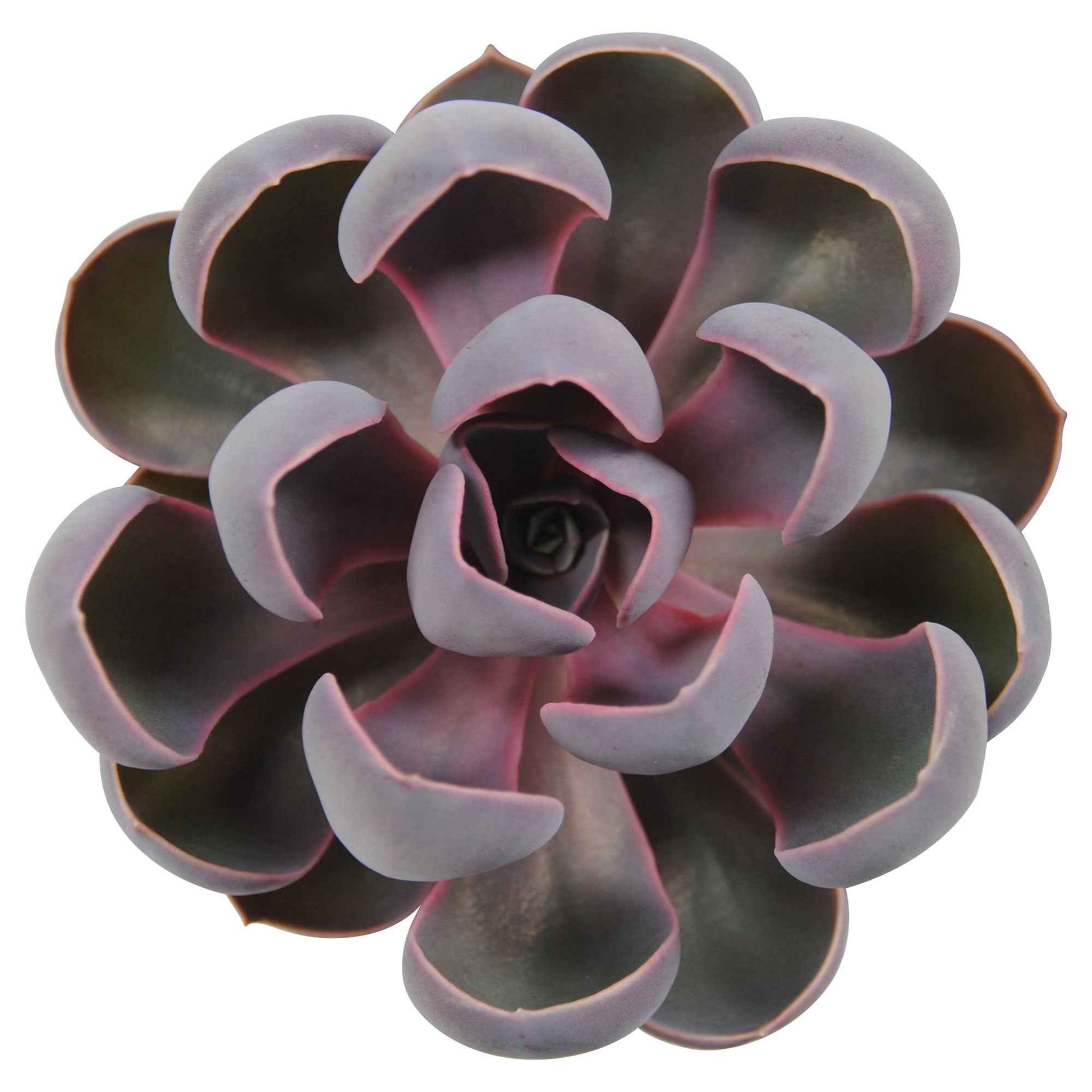 3x Succulente Echeveria 'Spoon Pearl' - Facile d’entretien