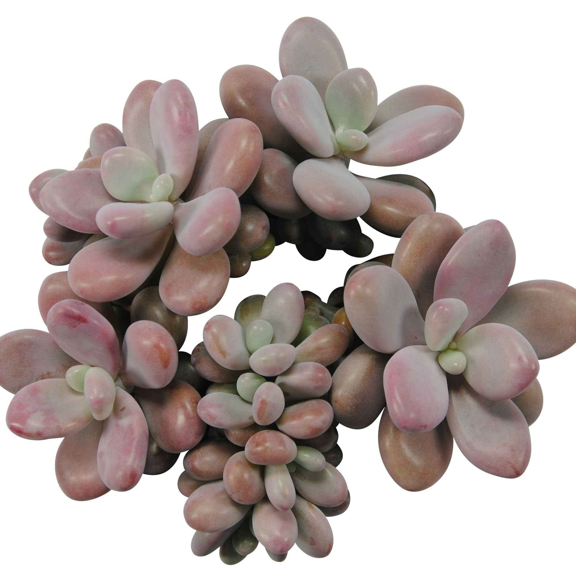 2x Succulente Pachyphytum oviferum 'Rubra' - Facile d’entretien