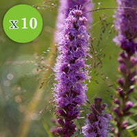 16x Vivaces - Mélange 'Colours & Bees' rose-violet - Plants à racines nues - Bulbes d'été