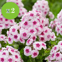 16x Vivaces - Mélange 'Colours & Bees' rose-violet - Plants à racines nues - Bulbes à fleurs
