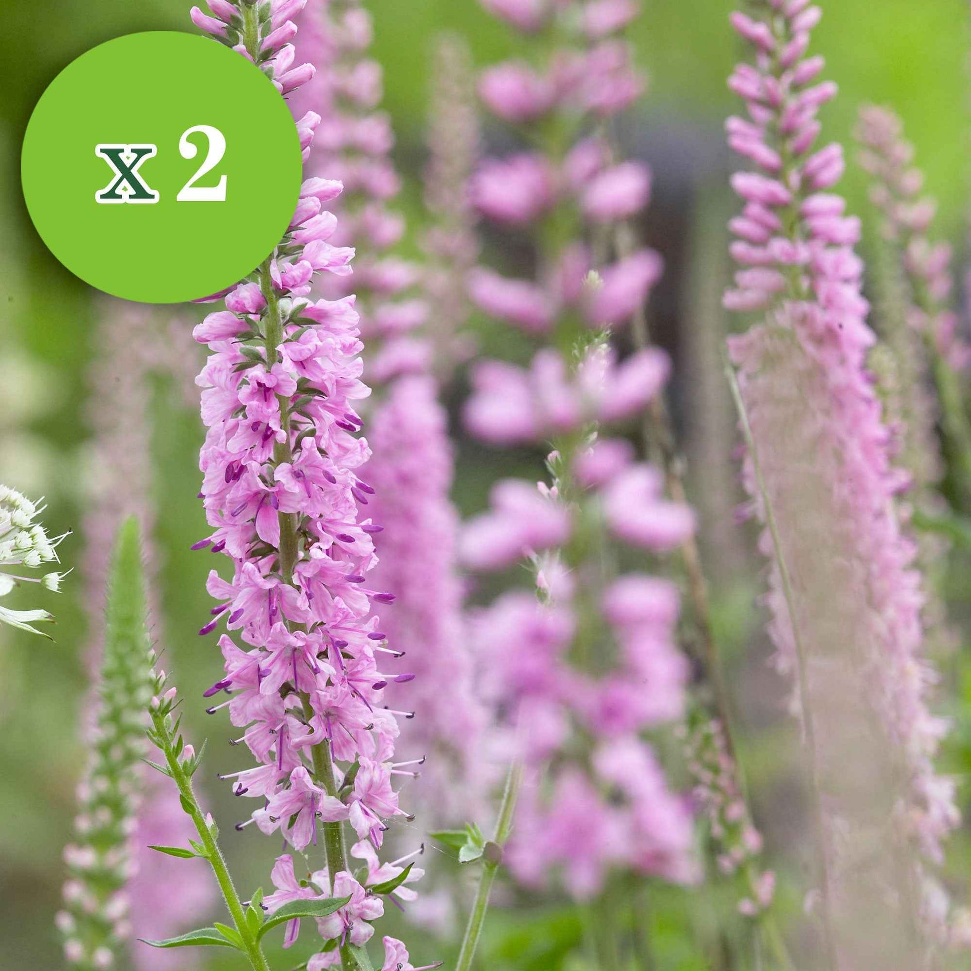 16x Vivaces - Mélange 'Colours & Bees' rose-violet - Plants à racines nues - Caractéristiques des plantes