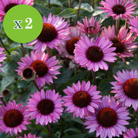 16x Vivaces - Mélange 'Colours & Bees' rose-violet - Plants à racines nues - Plantes d'extérieur