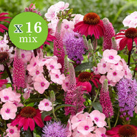 16x Vivaces - Mélange 'Colours & Bees' rose-violet - Plants à racines nues - Bordures complètes