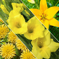 30x Bulbes de fleurs - Mélange 'Hello Summer!' jaune - Bulbes de fleurs par catégorie