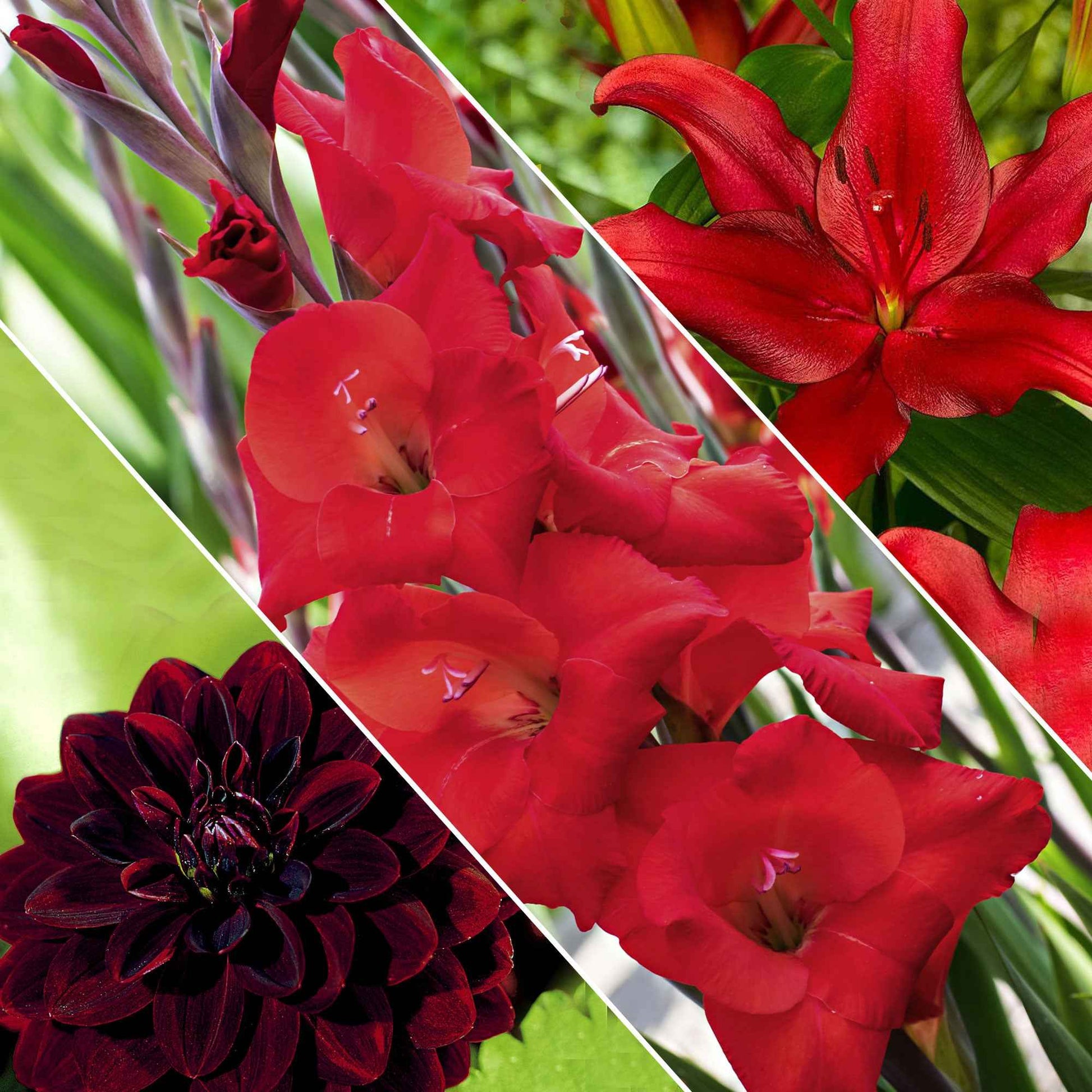 30x Bulbes de fleurs - Mélange 'Hello Summer!' rouge - Bulbes d'été