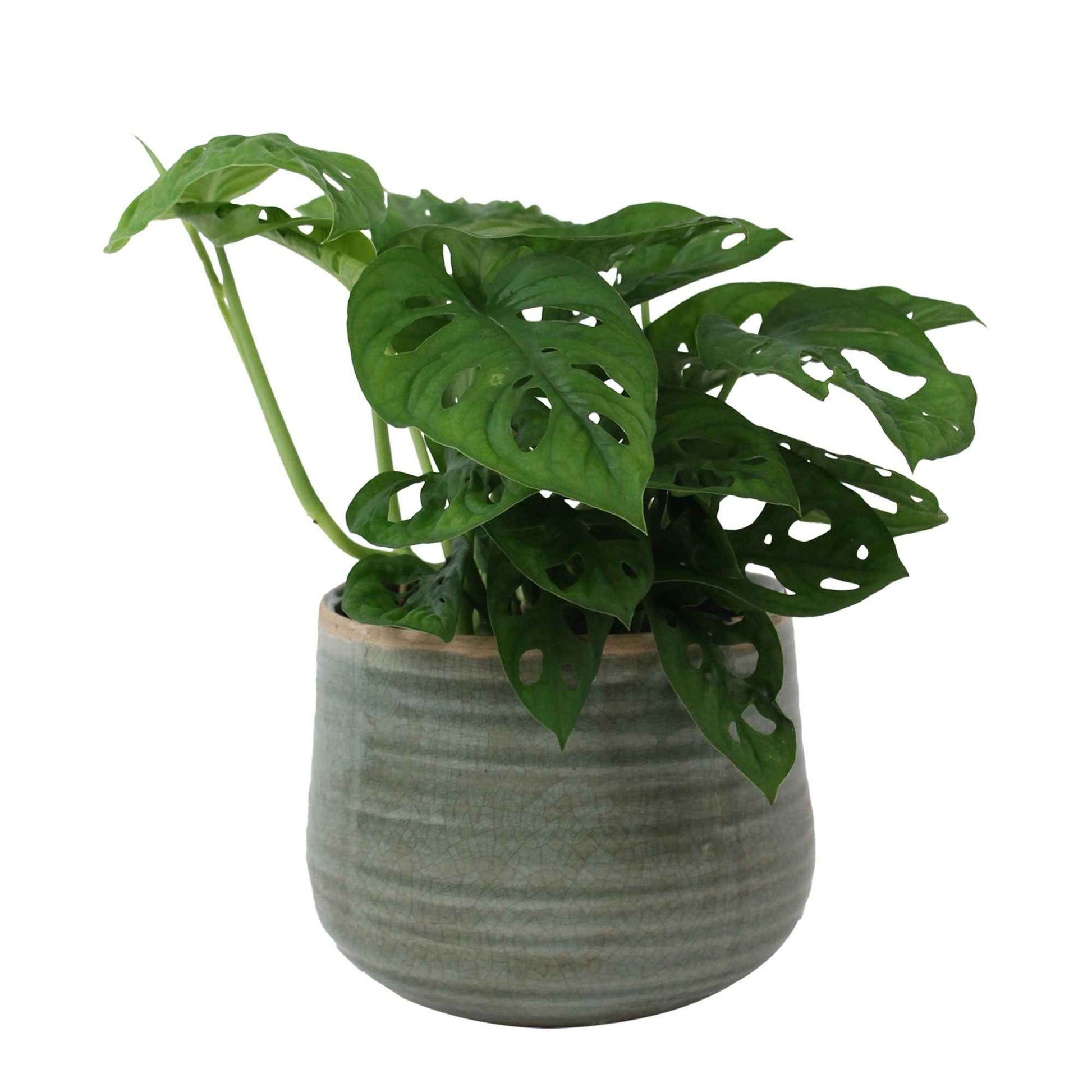 Plante à trous Monstera 'Monkey Leaf' avec pot décoratif  - Plante suspendue - Monstera - Plante à trous
