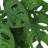 Plante à trous Monstera 'Monkey Leaf' avec pot décoratif  - Plante suspendue - Petites plantes d'intérieur