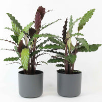 2x Calathea 'Wavestar' avec pot décoratif - Ensembles de plantes d'intérieur