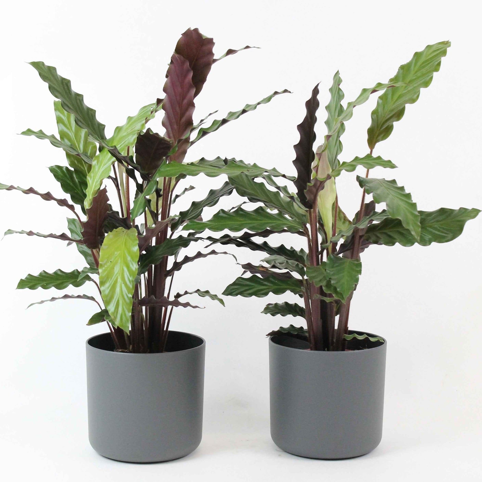 2x Calathea 'Wavestar' avec pot décoratif - Ensembles de plantes d'intérieur