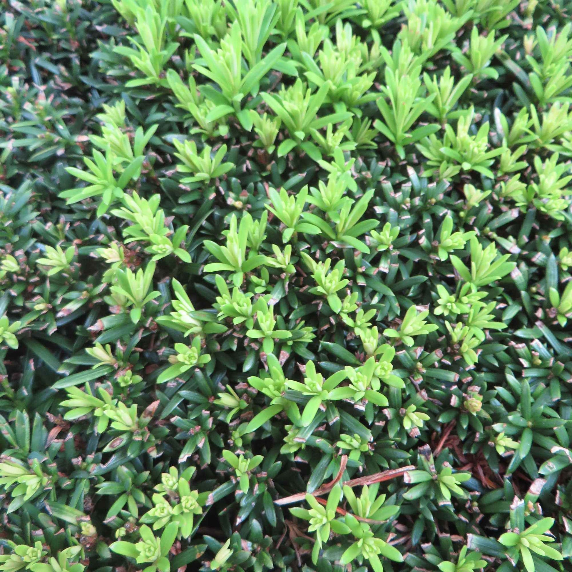 6x Taxus baccata - Caractéristiques des plantes