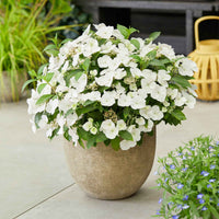 Hortensia paysan Hydrangea 'Runaway Bride' Blanc - Arbustes à fleurs